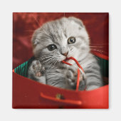 Niedliche Kleintiere | Scottish Fold Kitten Magnet (Vorne)