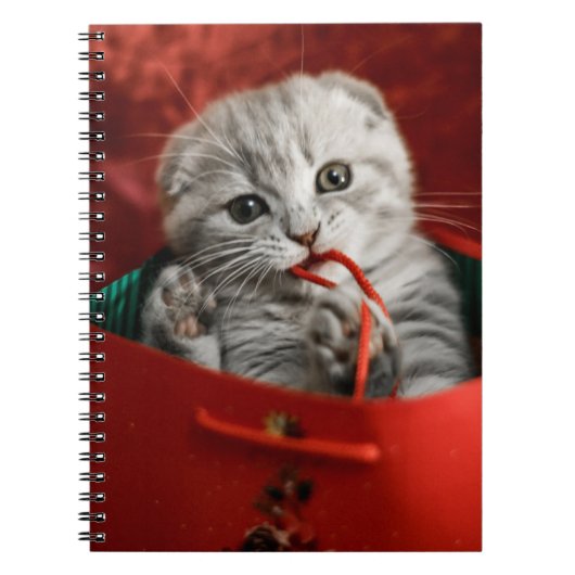 Niedliche Kleintiere | Scottish Fold Kitten Notizblock (Vorderseite)