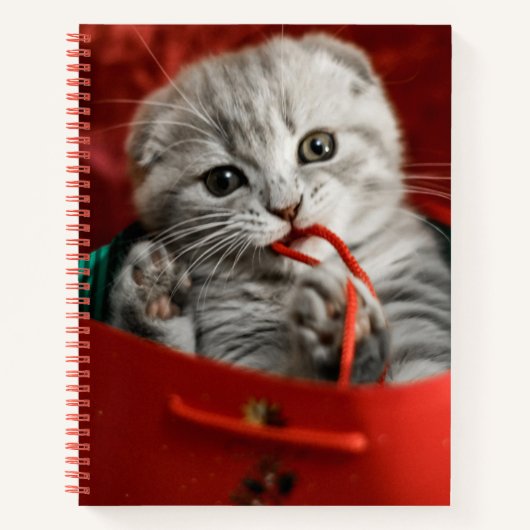 Niedliche Kleintiere | Scottish Fold Kitten Notizblock (Vorderseite)