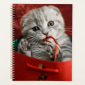 Niedliche Kleintiere | Scottish Fold Kitten Planer (Vorderseite)