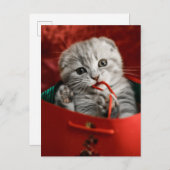 Niedliche Kleintiere | Scottish Fold Kitten Postkarte (Vorne/Hinten)