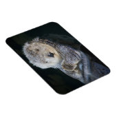 Niedliche Kleintiere | Sea Otter Floating Magnet (Rechte Seite)