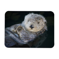 Niedliche Kleintiere | Sea Otter Floating