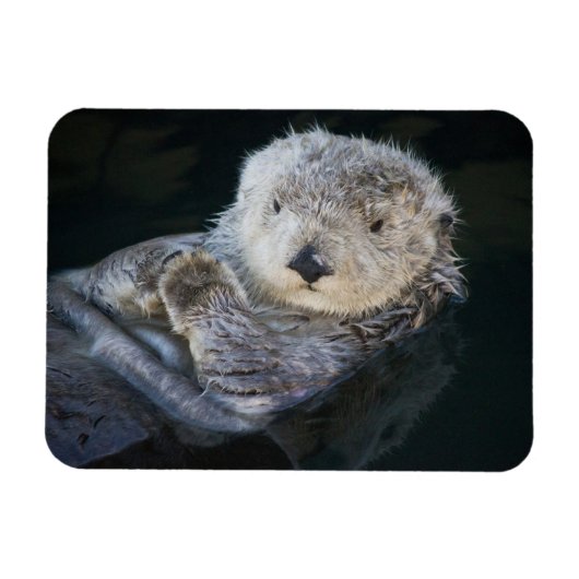 Niedliche Kleintiere | Sea Otter Floating Magnet (Horizontal)
