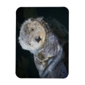 Niedliche Kleintiere | Sea Otter Floating Magnet (Vertikal)