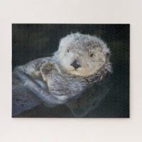 Niedliche Kleintiere | Sea Otter Floating