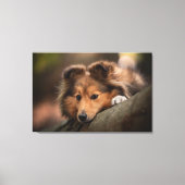 Niedliche Kleintiere | Shetland Sheepdog Welppy Leinwanddruck (Vorderseite)