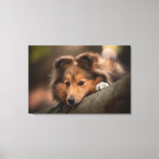 Niedliche Kleintiere | Shetland Sheepdog Welppy Leinwanddruck (Vorderseite)