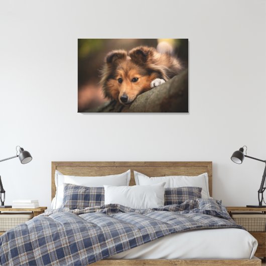 Niedliche Kleintiere | Shetland Sheepdog Welppy Leinwanddruck (Insitu (Schlafzimmer))