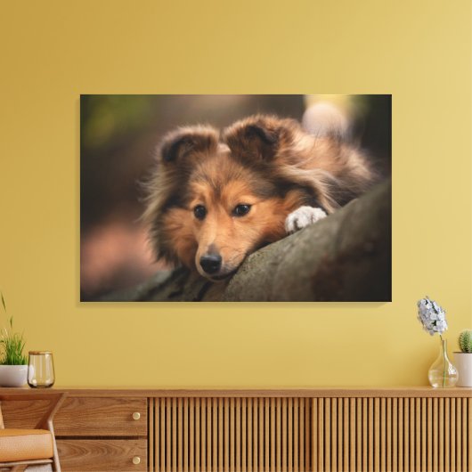 Niedliche Kleintiere | Shetland Sheepdog Welppy Leinwanddruck (Insitu (Wohnzimmer))