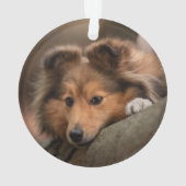 Niedliche Kleintiere | Shetland Sheepdog Welppy Ornament (Rückseite)