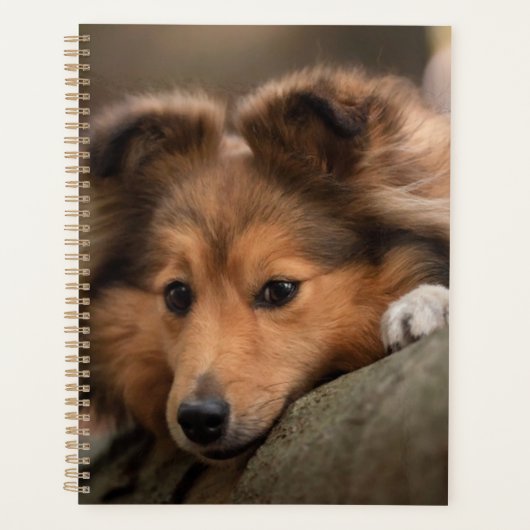 Niedliche Kleintiere | Shetland Sheepdog Welppy Planer (Vorderseite)