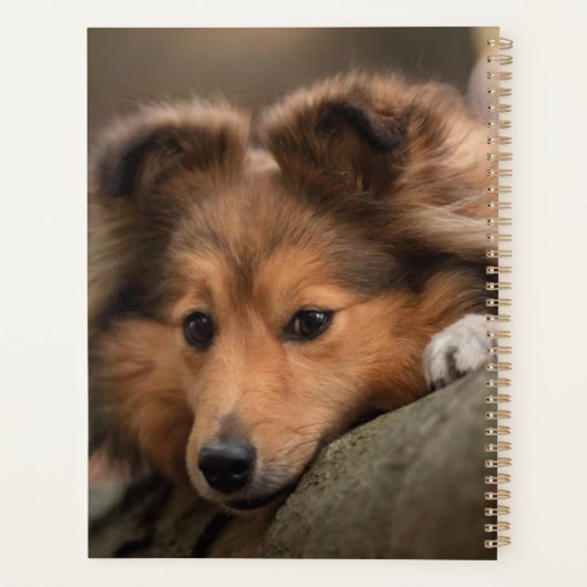 Niedliche Kleintiere | Shetland Sheepdog Welppy Planer (Rückseite)