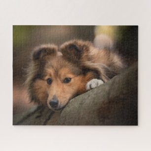 Niedliche Kleintiere Shetland Sheepdog Welppy Puzzle