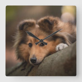 Niedliche Kleintiere | Shetland Sheepdog Welppy Quadratische Wanduhr (Vorderseite)