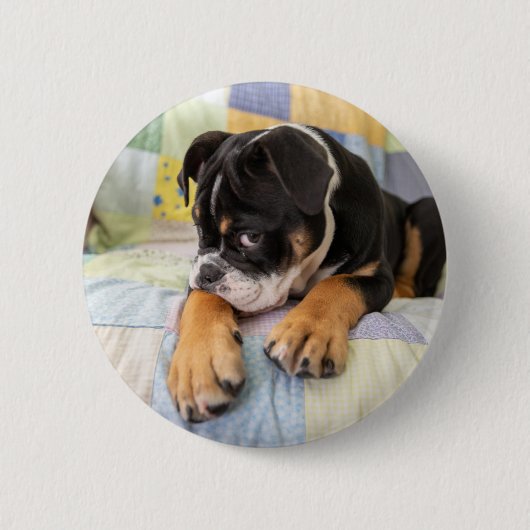 Niedliche Kleintiere | Shi Old English Bulldog Button (Vorderseite)