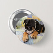 Niedliche Kleintiere | Shi Old English Bulldog Button (Vorne & Hinten)
