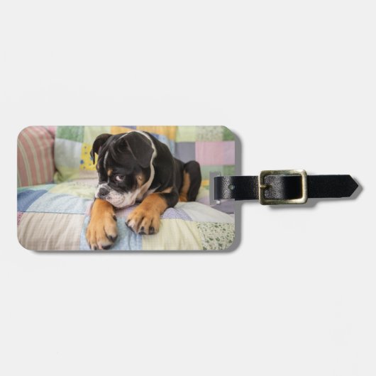 Niedliche Kleintiere | Shi Old English Bulldog Gepäckanhänger (Vorderseite horizontal)