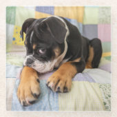 Niedliche Kleintiere | Shi Old English Bulldog Glasuntersetzer (Vorderseite)