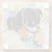 Niedliche Kleintiere | Shi Old English Bulldog Glasuntersetzer (Rückseite)