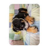 Niedliche Kleintiere | Shi Old English Bulldog Magnet (Vertikal)