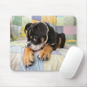 Niedliche Kleintiere   Shi Old English Bulldog Mousepad