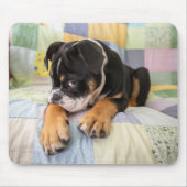 Niedliche Kleintiere | Shi Old English Bulldog Mousepad (Vorne)