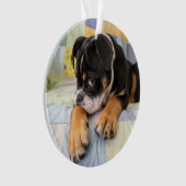 Niedliche Kleintiere | Shi Old English Bulldog Ornament (Vorderseite)