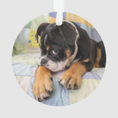 Niedliche Kleintiere | Shi Old English Bulldog Ornament (Rückseite)