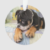 Niedliche Kleintiere | Shi Old English Bulldog Ornament (Vorderseite)