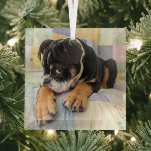 Niedliche Kleintiere Shi Old English Bulldog Ornament Aus Glas