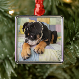 Niedliche Kleintiere   Shi Old English Bulldog Ornament Aus Metall