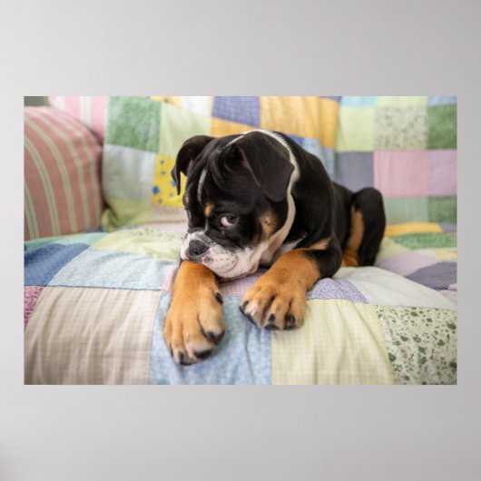 Niedliche Kleintiere | Shi Old English Bulldog Poster (Vorne)