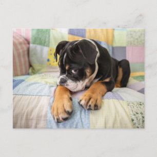 Niedliche Kleintiere   Shi Old English Bulldog Postkarte