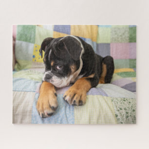 Niedliche Kleintiere Shi Old English Bulldog Puzzle