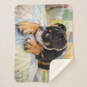 Niedliche Kleintiere | Shi Old English Bulldog Sherpadecke (Vorderseite)
