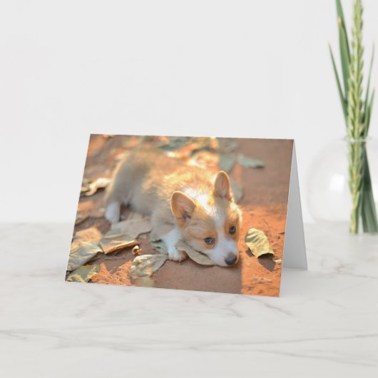 Niedliche Kleintiere | Shy Corgi Karte (Vorderseite)