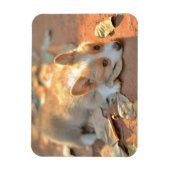 Niedliche Kleintiere | Shy Corgi Magnet (Vertikal)
