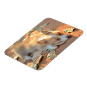 Niedliche Kleintiere | Shy Corgi Magnet (Linke Seite)