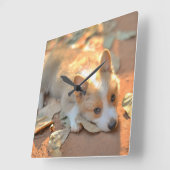 Niedliche Kleintiere | Shy Corgi Quadratische Wanduhr (Winkel)