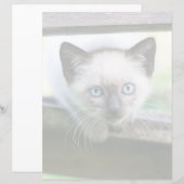 Niedliche Kleintiere | Siamese Kitten (Vorne/Hinten)