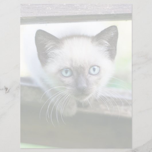 Niedliche Kleintiere | Siamese Kitten (Vorderseite)