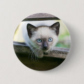Niedliche Kleintiere | Siamese Kitten 2 Button (Vorderseite)