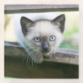 Niedliche Kleintiere | Siamese Kitten 2 Glasuntersetzer (Vorderseite)