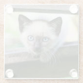 Niedliche Kleintiere | Siamese Kitten 2 Glasuntersetzer (Rückseite)