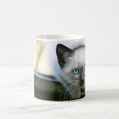 Niedliche Kleintiere | Siamese Kitten 2 Kaffeetasse (Mittel)