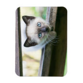 Niedliche Kleintiere | Siamese Kitten 2 Magnet (Vertikal)