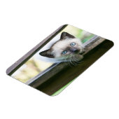 Niedliche Kleintiere | Siamese Kitten 2 Magnet (Linke Seite)