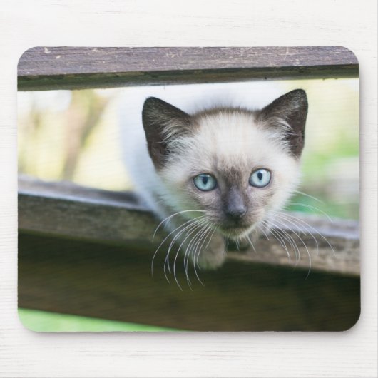 Niedliche Kleintiere | Siamese Kitten 2 Mousepad (Vorne)