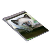 Niedliche Kleintiere | Siamese Kitten 2 Notizblock (Rechte Seite)